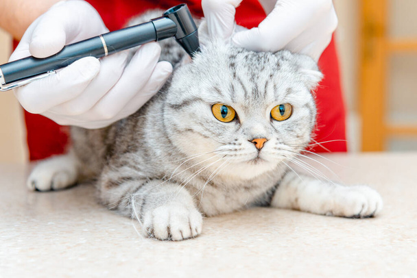 Veterinarian doctor checking the ears of the cat Scottish Fold with otoscope in veterinary clinic. Health of pet. Care animal.Pet checkup.Veterinarian intern checks its ears on table in clinic.Closeup - Photo, Image