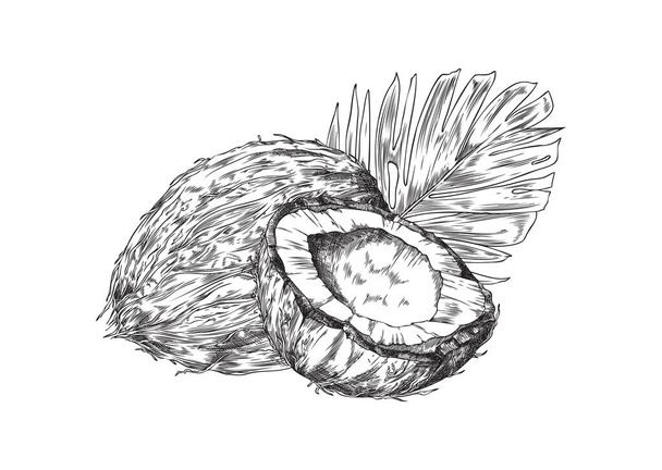 Noix de coco et feuilles de palmier croquis dessin à la main illustration vectorielle isolé sur fond blanc. Composition style gravure vintage avec noix de coco. - Vecteur, image