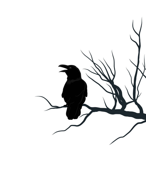 Black crow on brunch of tree. Silhouette of raven, element for Halloween. Vector illustration isolated from background. - Vector, Image