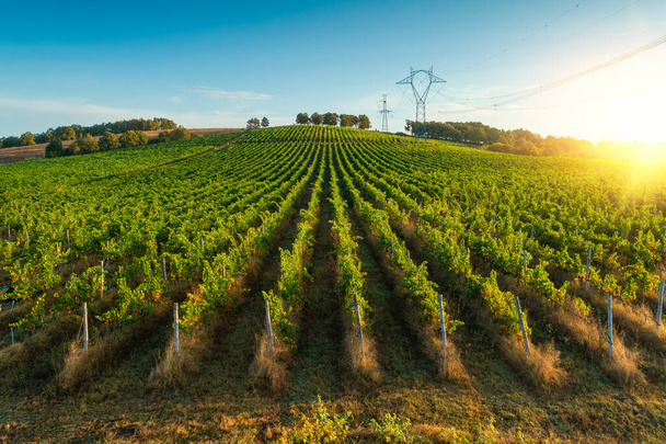 Vineyard agricultural fields in the countryside, beautiful aerial landscape during sunrise. - Photo, Image