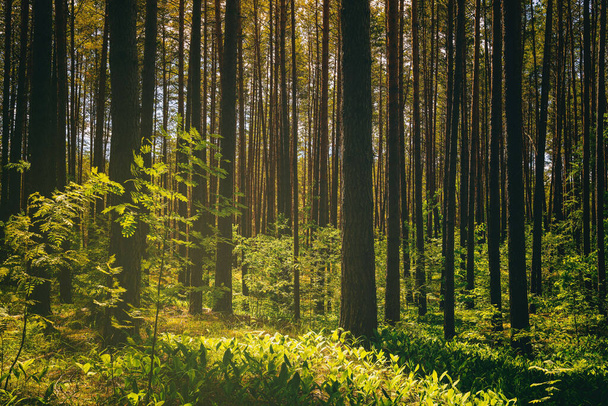 Puesta de sol o amanecer en un bosque de pinos con lirios del valle floreciendo en el suelo. El sol entre los troncos de los pinos. Estética de la película vintage. - Foto, imagen