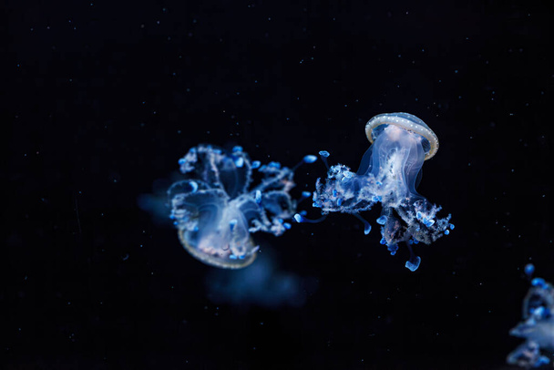 colpo subacqueo di una bella medusa maculata australiana da vicino - Foto, immagini