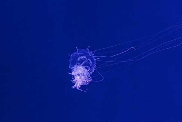 underwater shooting of beautiful Amakusa Jellyfish small (Sanderia Malayensis) close up - Photo, Image