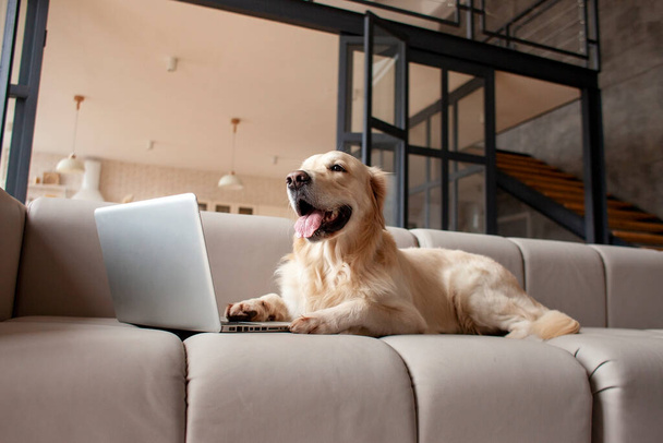 Evcil köpek üreticisi Golden retriever evde dizüstü bilgisayarın yanındaki koltukta yatıyor, hayvan bilgisayar ekranına bakıyor. - Fotoğraf, Görsel