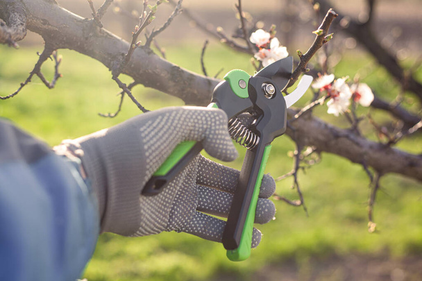 spring pruning of the garden, care of trees and bushes. Hand with secateurs - Foto, Bild