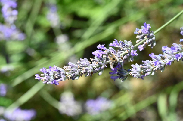 hermosas flores con abeja en el jardín - Foto, Imagen