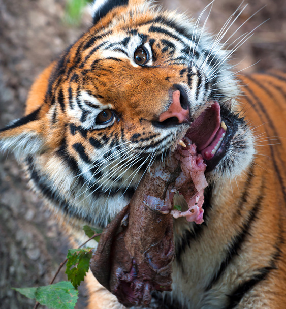 Amur Tygrys - Zdjęcie, obraz