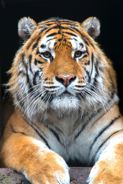 Tiger - Foto, Bild