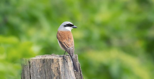 Red-backed Shrike Lanius collurio sits on a wooden stake looking for food, the best photo. - Photo, Image