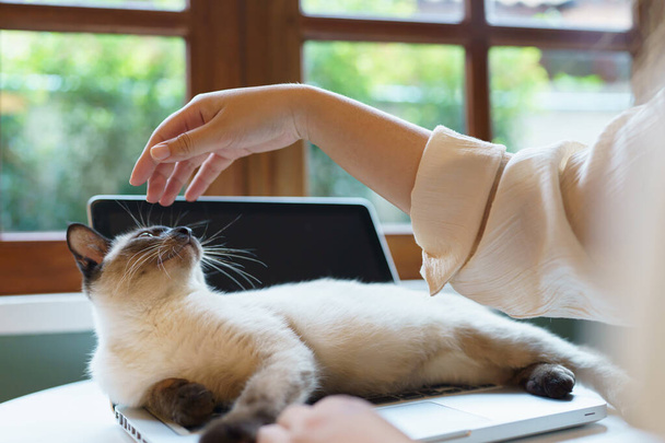 Frau arbeitet von zu Hause mit Katze. Katze schläft auf der Laptop-Tastatur. Assistenzkatze arbeitet am Laptop. - Foto, Bild