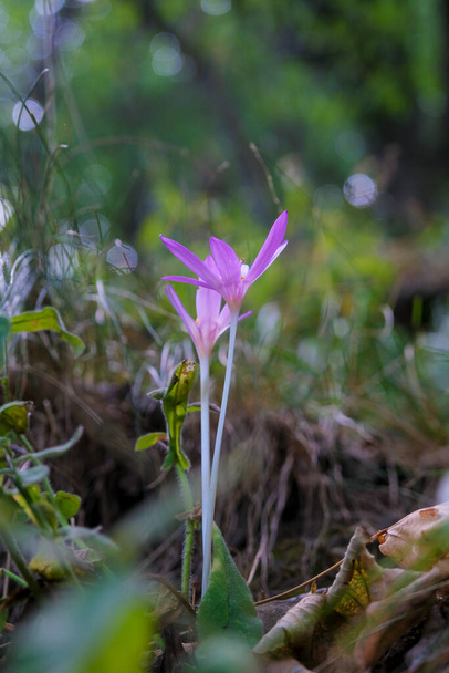 Autumn colchicus Colchicum autumnale in flowering meadow. High quality photo - Photo, Image
