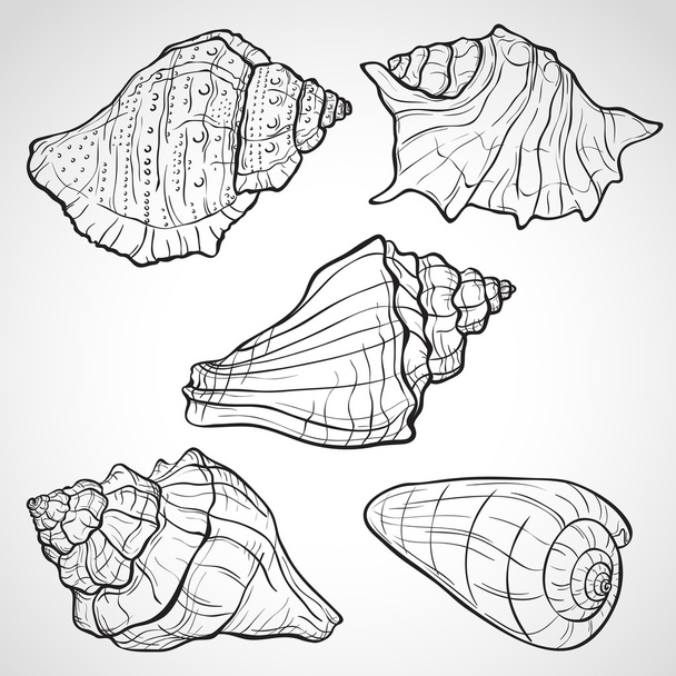 Hand drawn seashells - Vector, Image
