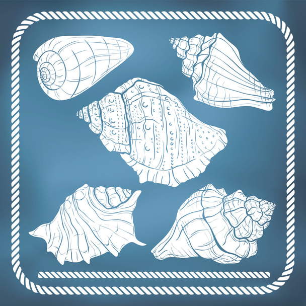 Hand drawn seashells - Vector, Imagen