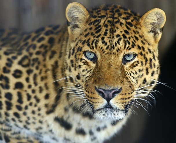 леопард
 - Фото, зображення