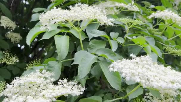 Beautiful white elder flowers on a summer day. Sambucus black, Sambucus nigra, blooms white. A beautiful cluster of elder flowers - Кадры, видео