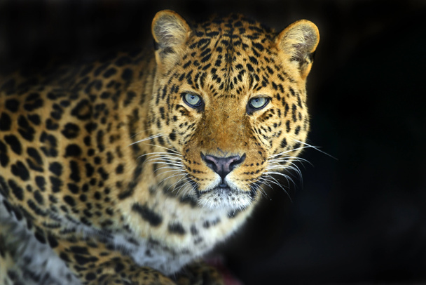 leopardo - Foto, Imagem