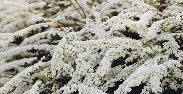 Flowering branches of Spiraea vanhouttei in the spring garden in May, selective focus. Brides wreath. - Photo, Image