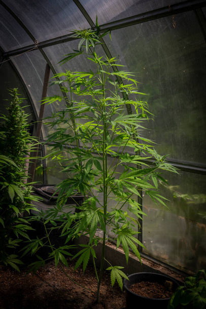 Ripened marijuana automatic flower in greenhouse in middle of sunny hot summer - Photo, image
