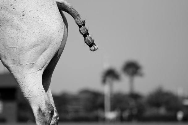 Cola de caballo
 - Foto, Imagen