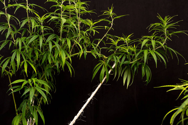 Eine Makrele, die für ihre Weisheit und ihren Instinkt bekannt ist, hält zart einen Zweig der Cannabispflanze in der Hand und verkörpert uraltes Wissen, das über Generationen weitergegeben wurde - Foto, Bild