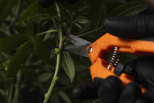Potatura di precisione: Forbici in acciaio inossidabile che tagliano un ramo di pianta di cannabis - Foto, immagini