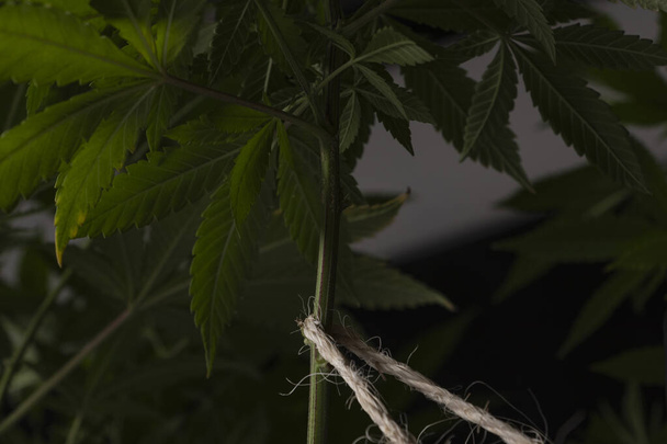 Una caballa, conocida por su sabiduría e instinto, sostiene delicadamente una rama de la planta de cannabis, encarnando el conocimiento antiguo transmitido a través de generaciones - Foto, Imagen