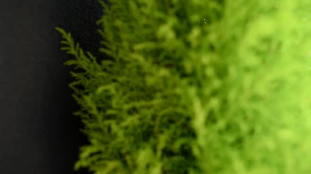 Thuja ou cypress é uma planta conífera evergreen close-up. O foco é trazido e se move do fundo para o primeiro plano. Foco seletivo - Filmagem, Vídeo
