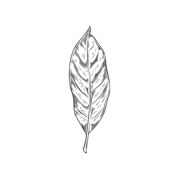 Hand drawn monochrome bay leaf sketch style, vector illustration isolated on white background. Decorative design element, botany and culinary, aromatic spice, organic plant - Vektor, obrázek