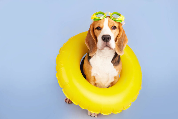 A beagle dog wearing swimming goggles and an inflatable floating ring on a blue isolated background. Summer vacation.  - Фото, изображение