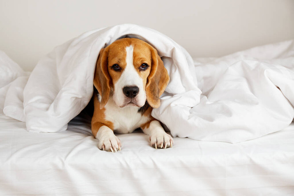 A cuki beagle dog az ágyon fekszik egy takaró alatt. Hangulatos családias légkör. - Fotó, kép