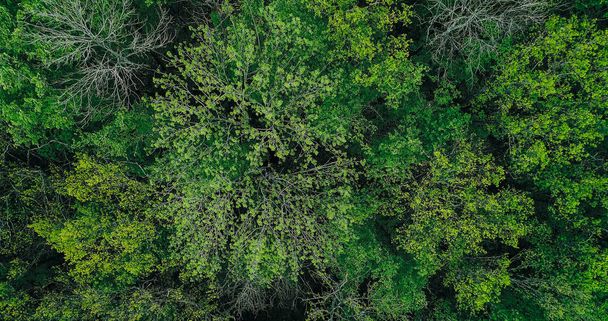Trees background. Nature tranquility. Aerial shot. Outdoor beautiful peaceful fresh lush forest woodland greenery plants species crowns foliage landscape view. - Photo, Image