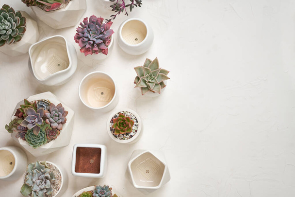 Echeveria Succulent house plant in a pot and other potted house plants on a table. - 写真・画像