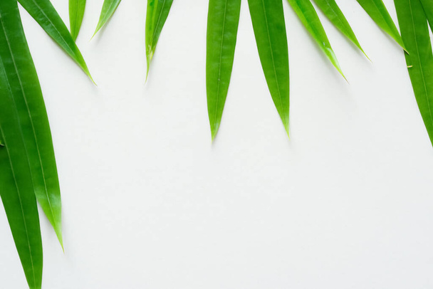 Beautiful Leaf Background with White Paper A Refreshing and Serene Combination - Foto, Imagem