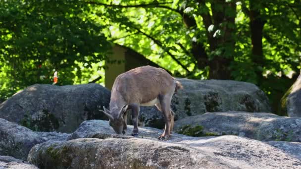 Bambino piccolo stambecco di montagna su una roccia - capra stambecco in un parco tedesco - Filmati, video