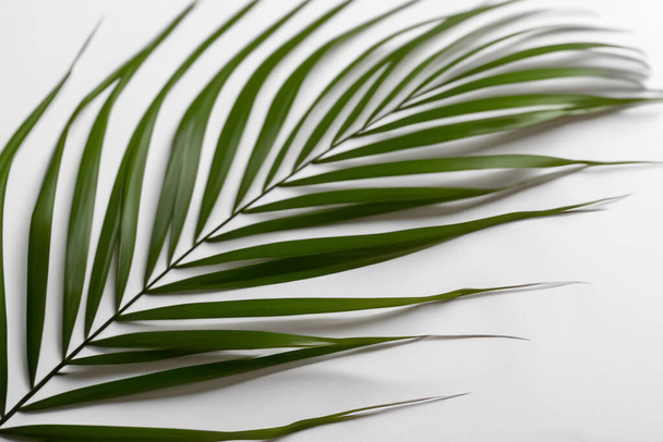Beautiful Leaf Background with White Paper A Refreshing and Serene Combination - Foto, Bild