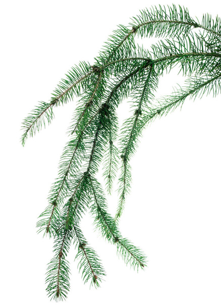 Çam dalları. Firavun yeşilliği. İzole edilmiş bir Noel ağacının yeşil dalları. Tasarımınız için, botanik dekor, tatil buketleri, el ilanları, reklamlar ve satışlar.. - Fotoğraf, Görsel