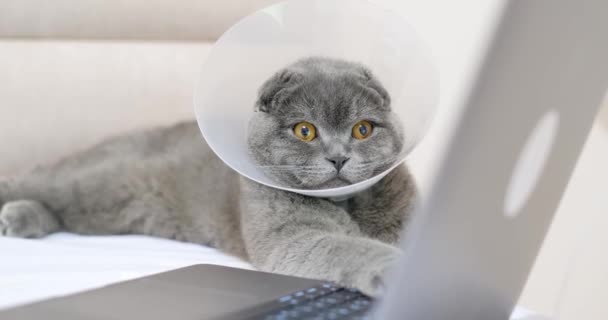 A beautiful gray cat is lying on the bed and looking at the laptop. Pets. - Filmati, video