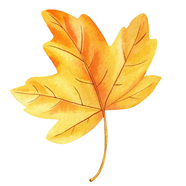watercolor yellow maple leaf, beautiful autumn leaf isolated on white background. High quality illustration - Foto, Imagem