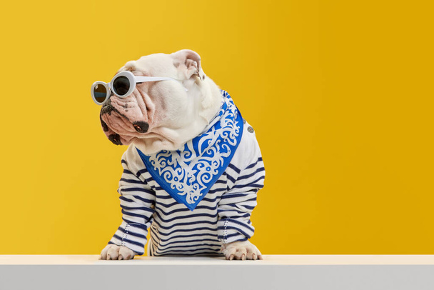 Purebred, stylish dog, purebred english bulldog wearing striped shirt and sunglasses against yellow studio background. Summer vacation and joy. Concept of animals, humor, pets fashion, vet, style. - Fotoğraf, Görsel