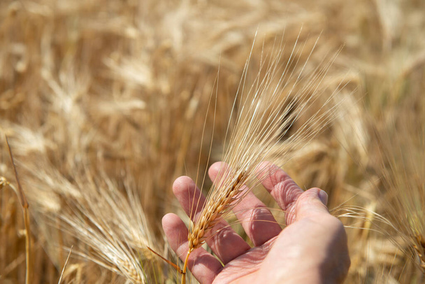 Man holding in his hand ripe golden spikelets of wheat. Cereals grows in field. Grain crops. Important food grains - Photo, Image