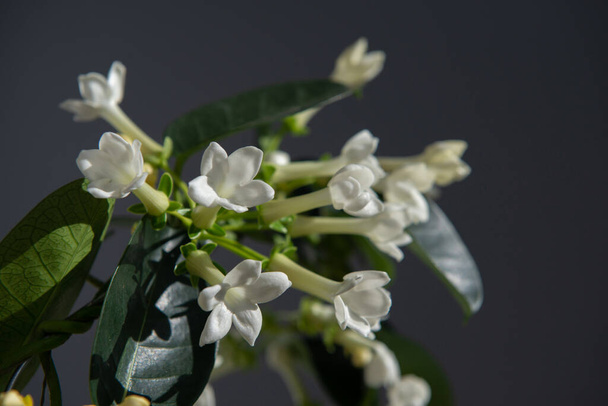 Stephanotis or Madagascar jasmine blooming with withe odorous flowers - Foto, Imagen