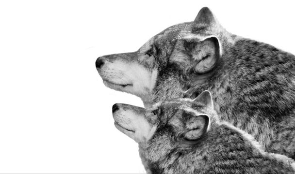 Madre y bebé lobo en el fondo blanco - Foto, Imagen