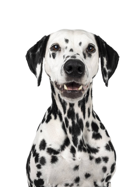 Head shot of pretty Dalmatian dog, sitting up facing front. Looking beside camera. Mouth open. Isolated on a white background. - Foto, Bild