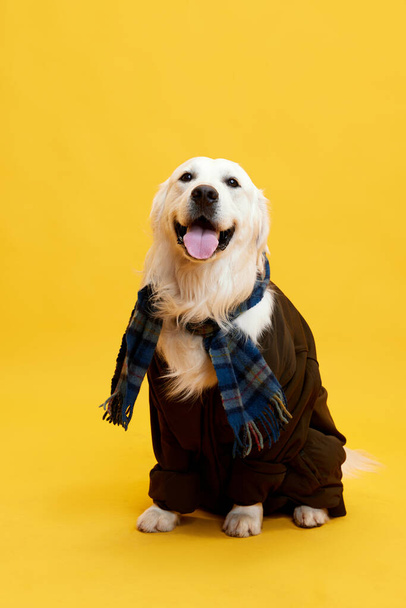 Uśmiechnięty, szczęśliwy, piękny pies czystej krwi, golden retriever noszący szachownicę i brązowy płaszcz na żółtym tle studia. Pojęcie zwierząt, moda, ubrania psów, zabawa, humor, opieka, weterynarz, styl - Zdjęcie, obraz