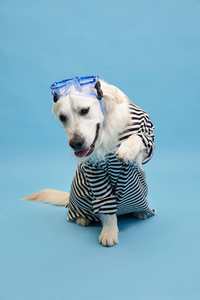Smiling, happy, purebred dog, golden retriever wearing striped shirt and swimming glasses against blue studio background. Concept of animal, fashion, dogs clothing, fun, humor, care, vet, style - Photo, image