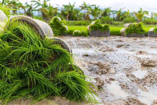 останні досягнення в машинах для вирощування рису та сільськогосподарських технологіях, що надають можливість фермерам в Таїланді. Підвищення продуктивності та сільського господарства з передовими машинами та новаторськими методами та інноваційними методами - Фото, зображення