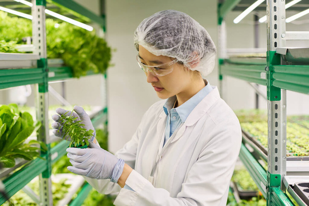 Side view of young female worker of vertical farm looking at green seedling while choosing item for biotechnological research - Foto, imagen