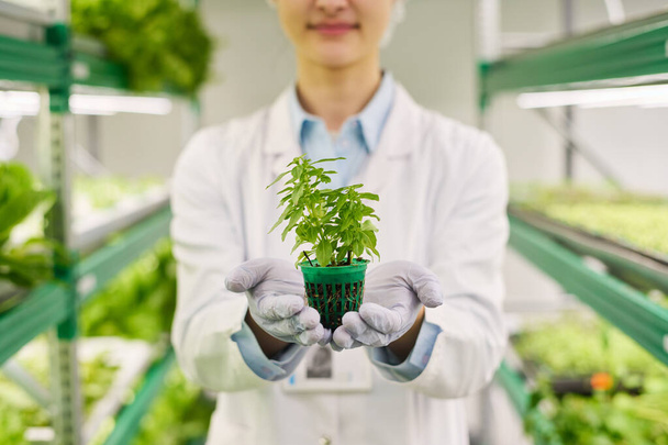 Close-up van gehandschoende handen van agro-ingenieur in lab jas met kleine pot met groene zaailing groeien in vruchtbare grond op verticale spanten - Foto, afbeelding