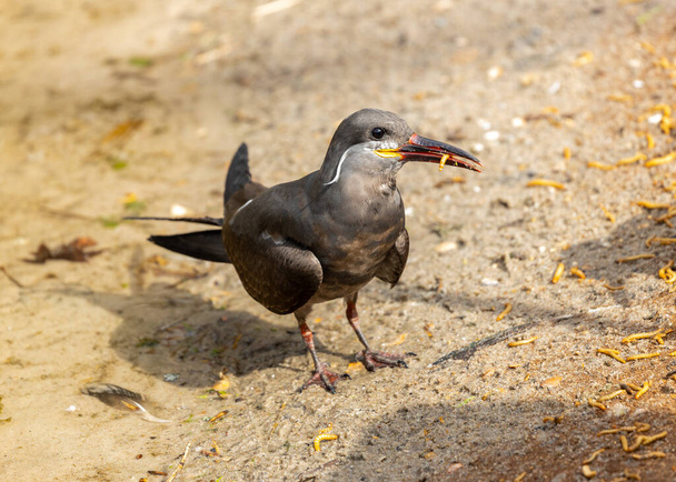 Rybák Inca (Larosterna inca) je podmanivý pták nacházející se v pobřežních oblastech Jižní Ameriky. Známý svým jedinečným vzhledem s bílým pírkem připomínajícím knír obývá skalnaté břehy a ostrovy. Tento ohromující mořský pták ukazuje přírodu - Fotografie, Obrázek