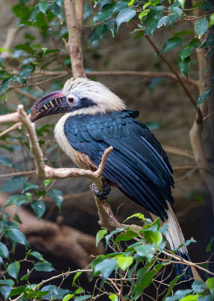 Visayan Hornbill (Penelopides panini) jest zachwycającym gatunkiem endemicznym dla Filipin. Znany z tętniącego życiem upierzenia i unikalnego kształtu rachunku, odgrywa istotną rolę w rozpraszaniu nasion. Trwają wysiłki na rzecz ochrony tego majestatycznego gatunku.. - Zdjęcie, obraz
